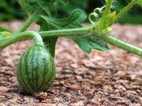 Watermelon. Cultivation in the suburbs. Secrets of gardeners