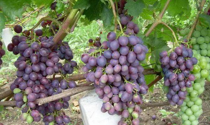 Description of the grape variety Kras Nikopol