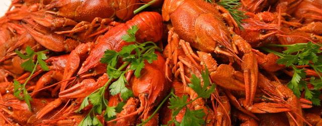 Crawfish breeding as a business with low competition and high incomes