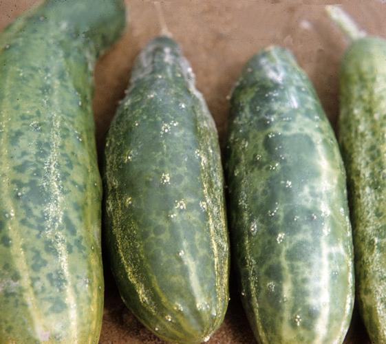 Saving cucumbers: diseases and their treatment