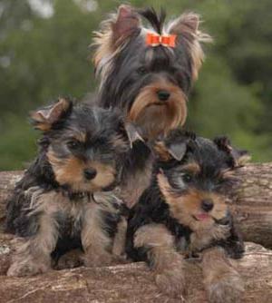 Yorkshire Terrier: kinds of terriers