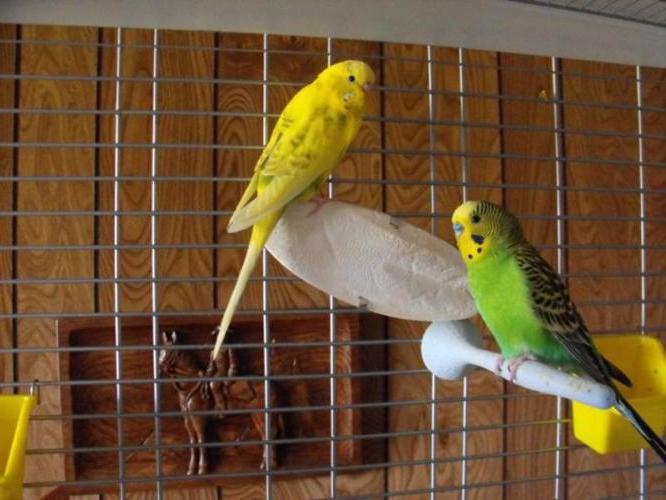 How to distinguish a female from a male undulating parrot when buying
