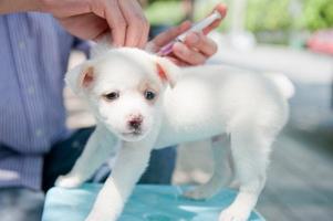 What vaccinations do puppies and at what age?