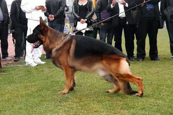 Chinese Shepherd Dog. What kind of breed?