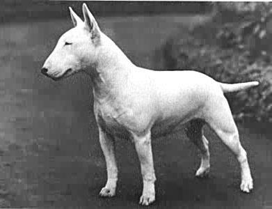 Breed Bull Terrier: reviews. All pro and contra