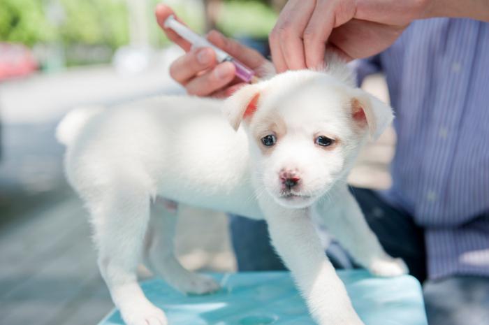 how much are vaccinations for puppies
