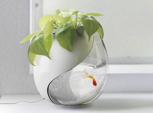 Fish for a small aquarium: how to choose
