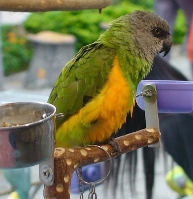 The Senegalese parrot is the best companion