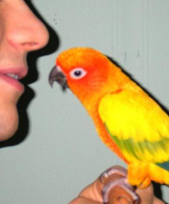 Learn the secret of how to teach parrots to talk