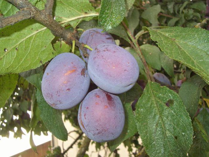 "Anna Shpet", plum: a description of the variety, features of cultivation and reviews