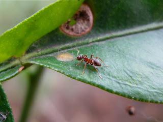 The fight with the ants in the garden, or how to get rid of uninvited guests