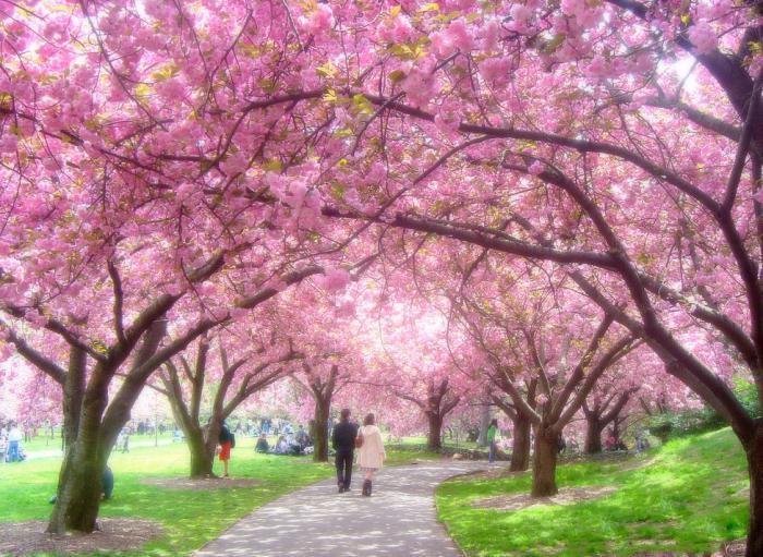 Sakura tree: is it a cherry or a plum?