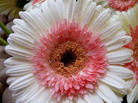 Gerbera garden: planting and care, rearing, photo