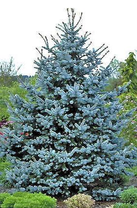 blue fir seeds