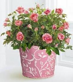 Dwarf house roses: species and some interesting information about them