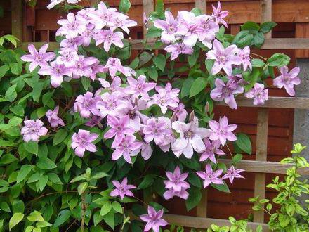 Clematis Hegli Hybrid: photo, description. Planting and care