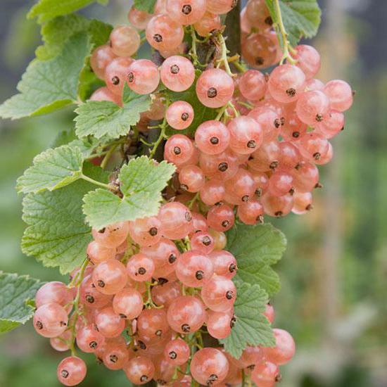 Colon-shaped currant: description of varieties, planting and care