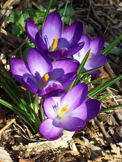 Crocuses: planting and care of primroses
