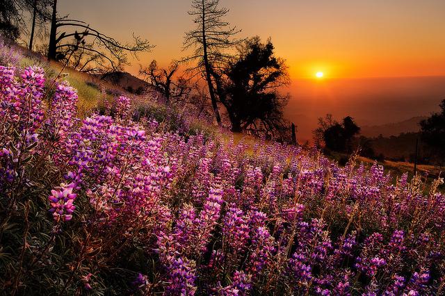 Lupines - planting and caring for simple but beautiful flowers