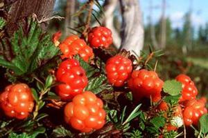 Morochka is a berry from many diseases