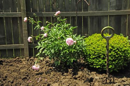 Peony transplantation must be carried out correctly