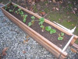 Secrets of gardening: a strawberry transplant in the spring