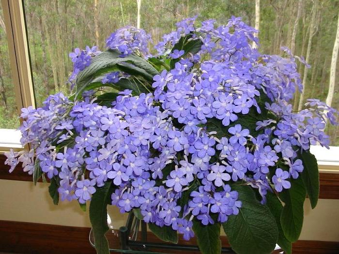 Streptocarpus. Care of the plant at home