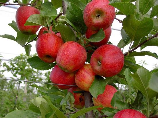 Apple trees decorative in landscape design