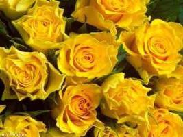 which means yellow color roses