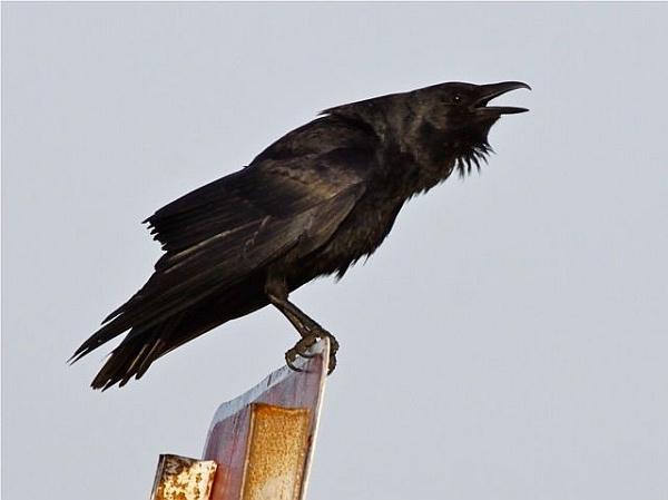 Dream Interpretation: What Does a Crow Dream About?
