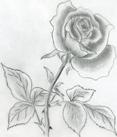 How to beautifully draw flowers: tips for beginners