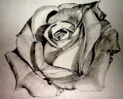 How to draw a rose in pencil: step by step training