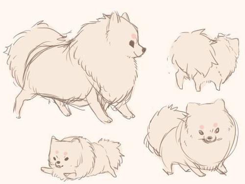 how to draw a spitz 
