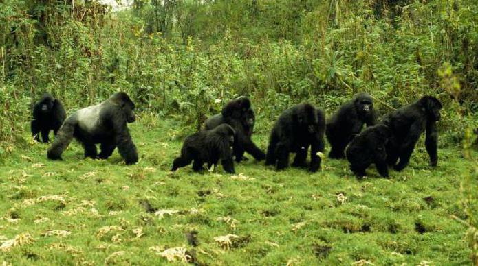Mountain gorilla: photo, description