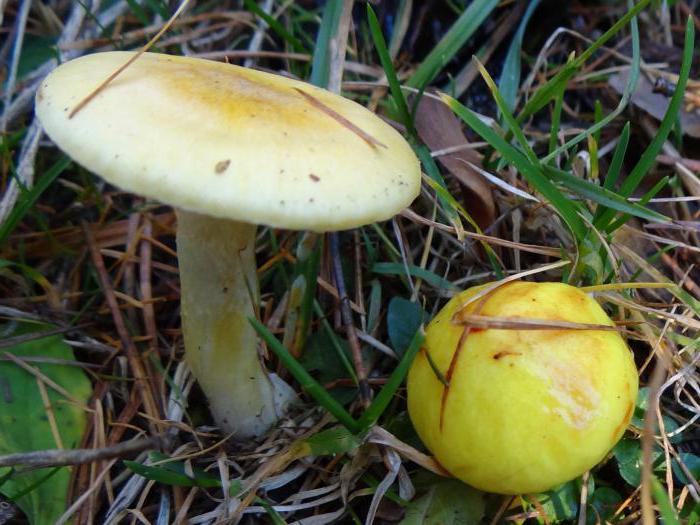 Mushroom hygrophorus: description, species. Hyperforest Riesfoot