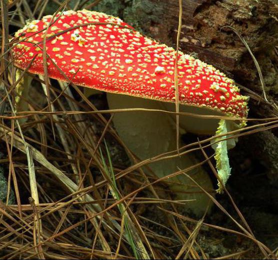 Mushrooms are edible and poisonous mushrooms - how to recognize? The main types of poisonous mushrooms