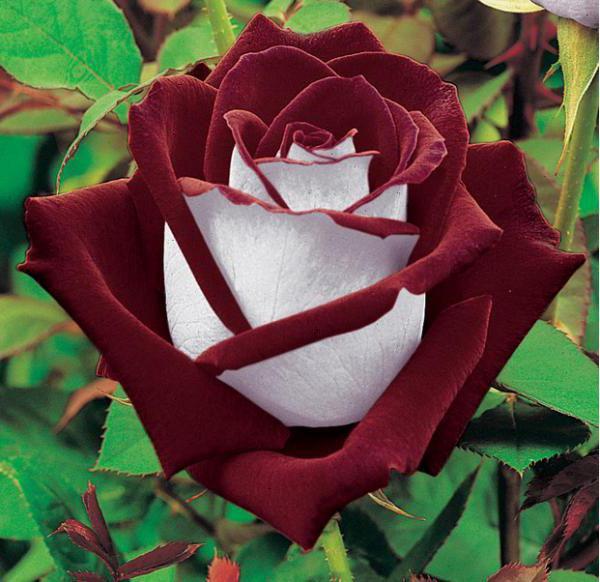 Rose of Osiria: description, planting and care
