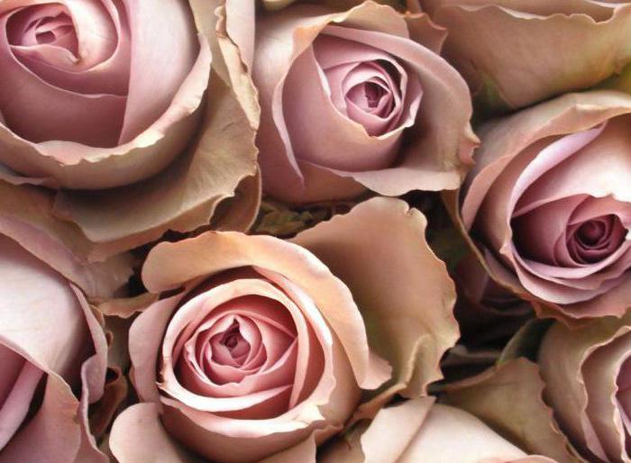 Roses are beige: varieties, photos. Combination in bouquets