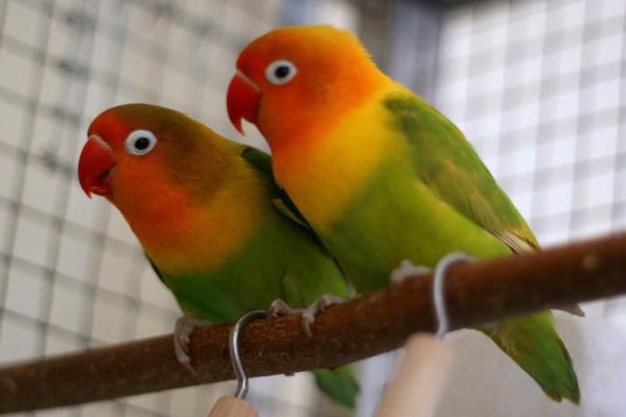 Types of parrots: photo, name. How to determine the type of parrot?