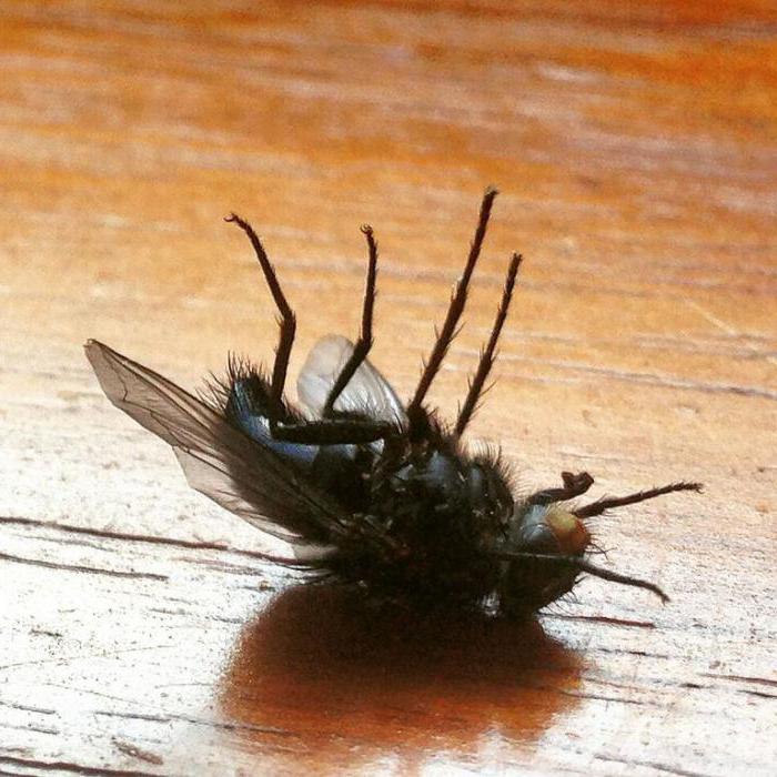 Why do flies tinder your paws? We'll find out!