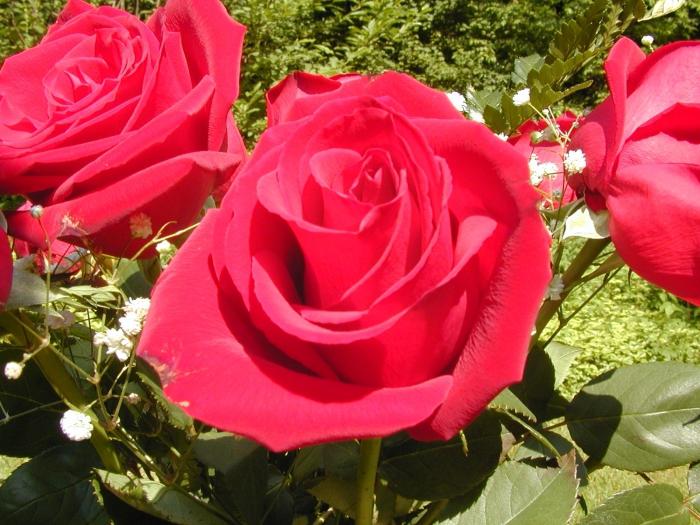 The meaning of the color of roses, or how to choose the right gift