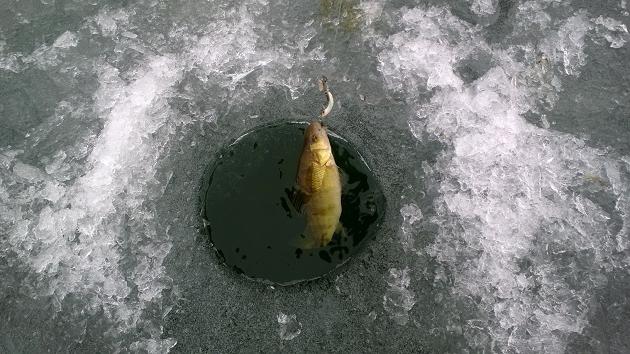 Catching perch on the first ice on the balancer, trolling or mormyshku. Winter fishing of perch