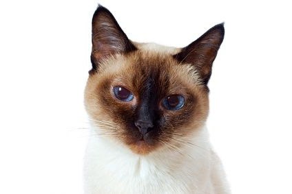 Calcitvirus in cats: symptoms and treatment