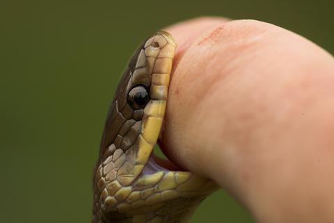 first aid with a snake bite